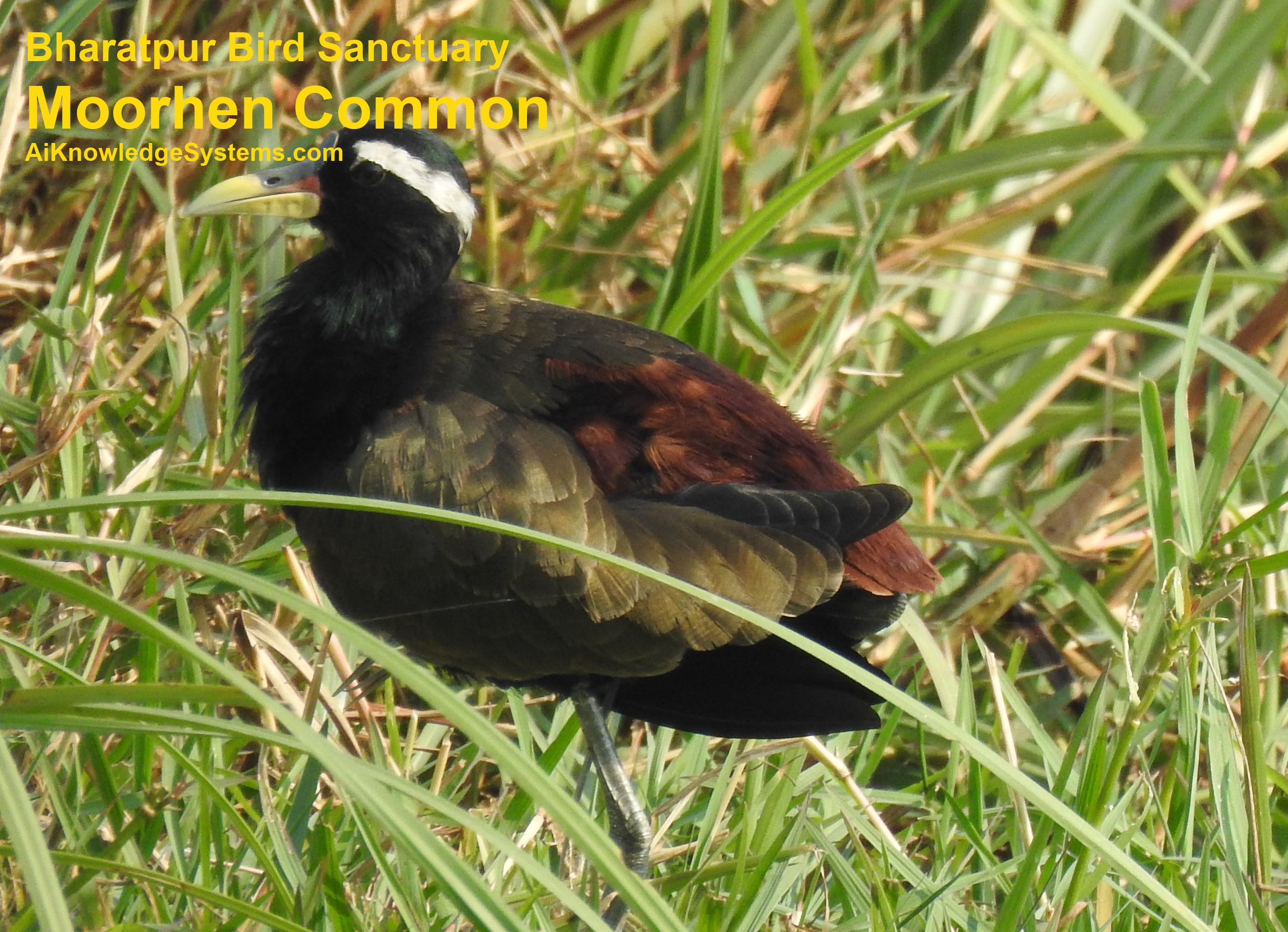 Moorhen Common (8) Coming Soon